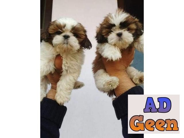 used Shih Tzu KCI and vaccination record available details whatsaap 8019630452 for sale 